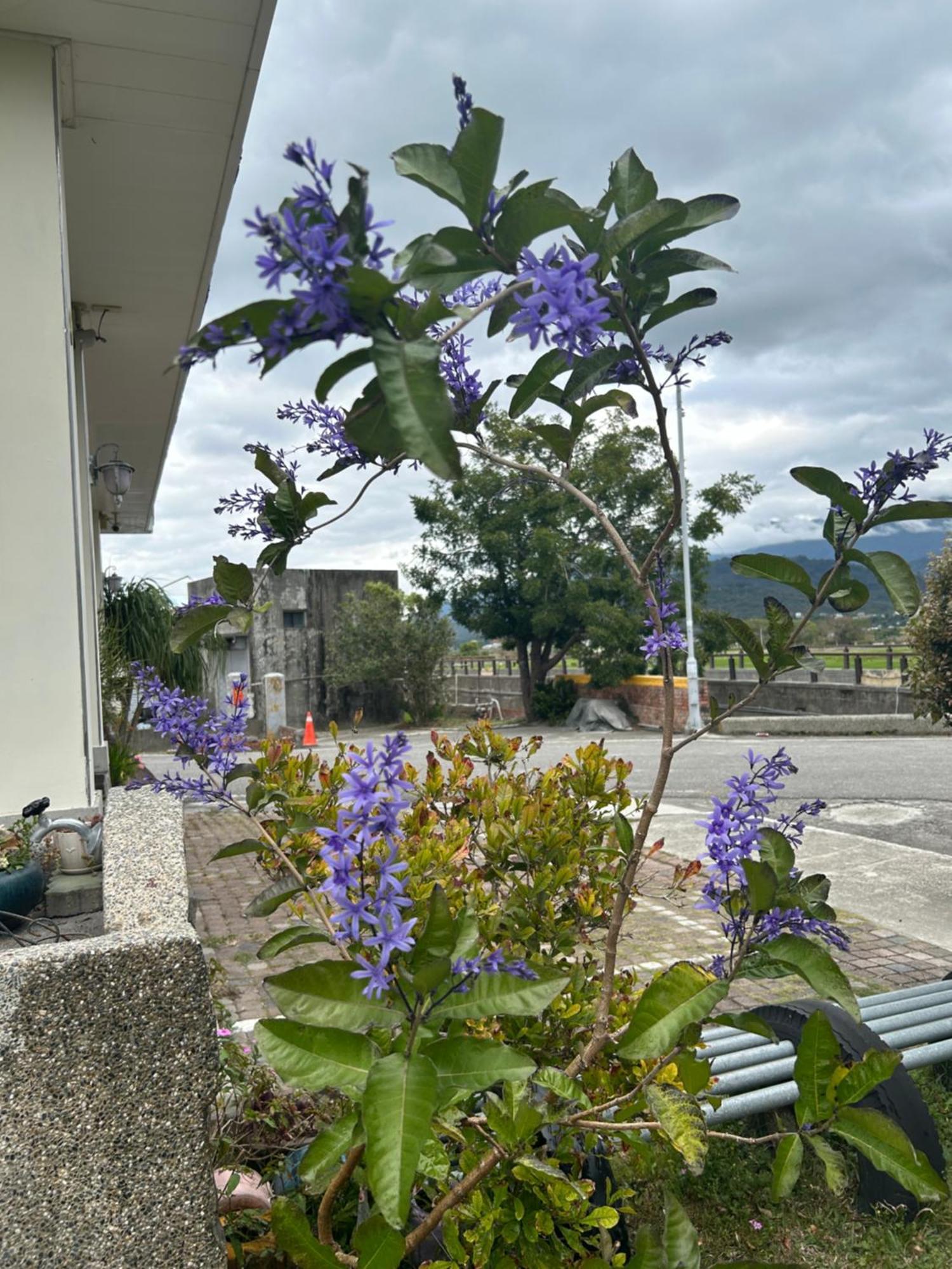 Xian Qing Yu Zhi Homestay Chishang Exteriér fotografie